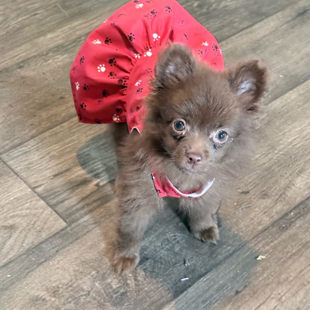 Red Paw-Print Dog Dress - Cute Canine Apparel